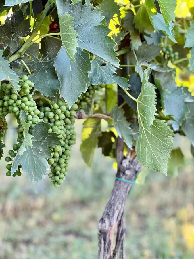 Podere Montecorno Alberese Zewnętrze zdjęcie